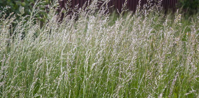 Rye Grass: A Cool Season Grass Causing Allergies in Warmer Months